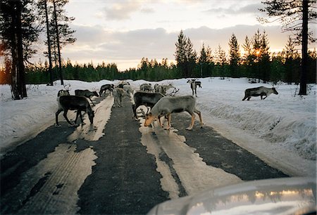 sueco - Reindeer on a country road, Harjedalen, Sweden. Foto de stock - Royalty Free Premium, Número: 6102-03748464