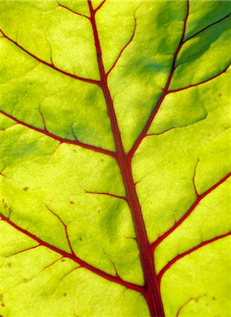 simsearch:6102-08542360,k - Patterns on a leaf, close-up. Stock Photo - Premium Royalty-Free, Code: 6102-03748605