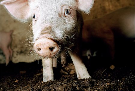 pictures pigs in sty - A pig, close-up. Stock Photo - Premium Royalty-Free, Code: 6102-03748856