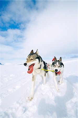 simsearch:6102-03750740,k - Dogs in the snow, siberian husky. Foto de stock - Sin royalties Premium, Código: 6102-03749003
