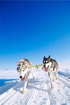 simsearch:6102-03750740,k - Dogs in the snow, siberian husky. Foto de stock - Sin royalties Premium, Código: 6102-03749004
