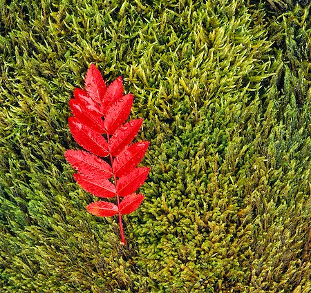 simsearch:6102-03858896,k - Red leaf on green moss. Foto de stock - Sin royalties Premium, Código: 6102-03749031
