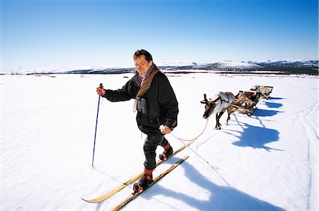 schlitten (von tieren gezogenes gefährt) - Ein Mann auf Skiern mit einem Hirsch und Schlitten hinter. Stockbilder - Premium RF Lizenzfrei, Bildnummer: 6102-03749038