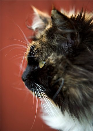 simsearch:6102-03750740,k - A cat in profile, close-up. Foto de stock - Sin royalties Premium, Código: 6102-03749193