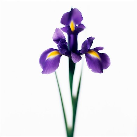 simsearch:6102-03749129,k - A purple Iris, close-up. Stock Photo - Premium Royalty-Free, Code: 6102-03749115