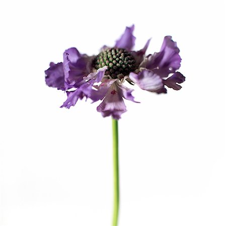 simsearch:6102-03749129,k - A purple perennial on a white background, close-up. Stock Photo - Premium Royalty-Free, Code: 6102-03749127