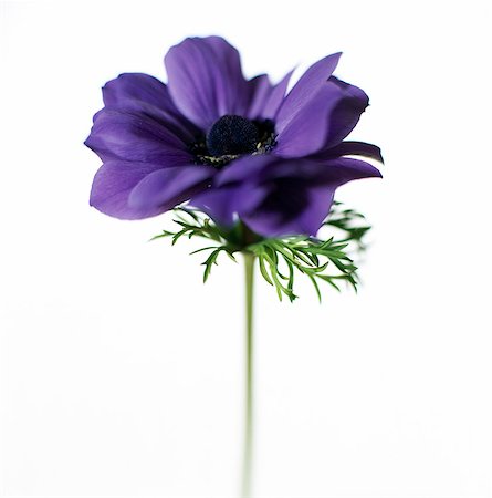 simsearch:6102-03749129,k - A purple anemone on a white background, close-up. Stock Photo - Premium Royalty-Free, Code: 6102-03749129