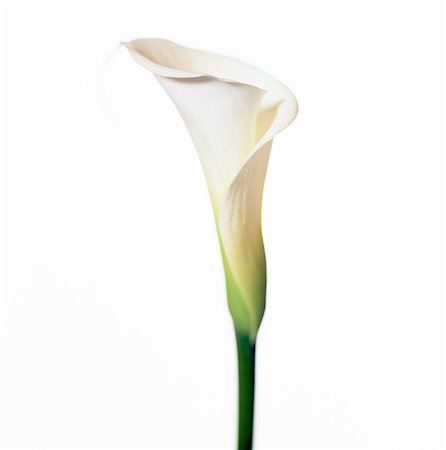 A white calla on a white background, close-up. Foto de stock - Sin royalties Premium, Código: 6102-03749131