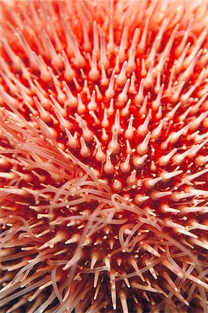 sea urchin - A red sea urchin, close-up. Foto de stock - Sin royalties Premium, Código: 6102-03749320