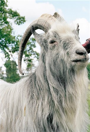 A he-goat. Stock Photo - Premium Royalty-Free, Code: 6102-03749326