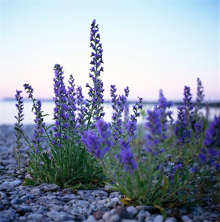 simsearch:6102-03749129,k - Purple flowers on a beach. Stock Photo - Premium Royalty-Free, Code: 6102-03749466