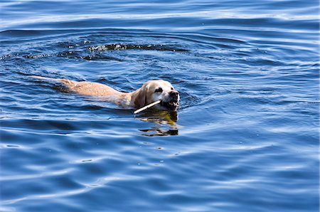 A swimming dog. Stock Photo - Premium Royalty-Free, Code: 6102-03749538