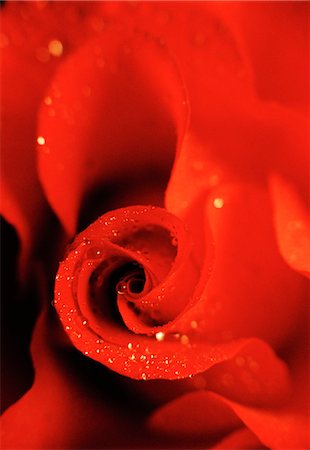 dew on petals - Close-up on a red rose. Stock Photo - Premium Royalty-Free, Code: 6102-03749685