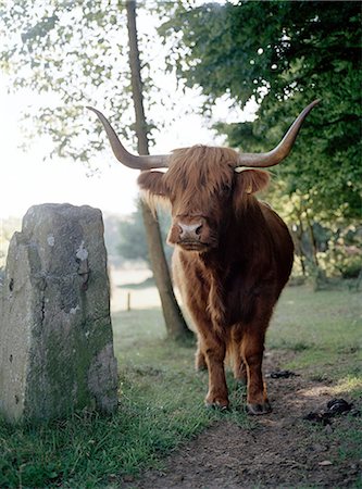 A bull in a pasture. Stock Photo - Premium Royalty-Free, Code: 6102-03749690