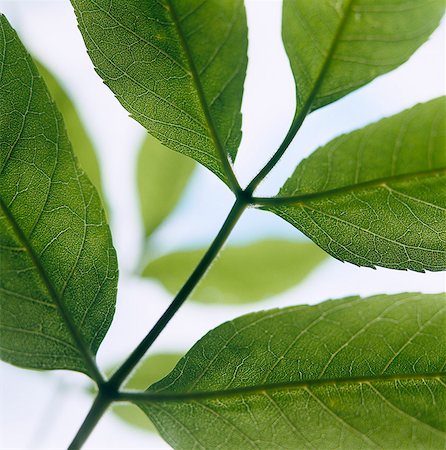 A green leaf, close-up. Foto de stock - Sin royalties Premium, Código: 6102-03750388