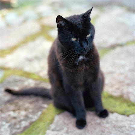 simsearch:6102-03859153,k - A black cat. Stock Photo - Premium Royalty-Free, Code: 6102-03750326