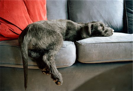 pata (con garra) - A giant schnauzer puppy lying on a couch. Foto de stock - Sin royalties Premium, Código: 6102-03750428