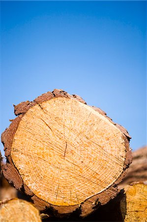Timber, close-up. Foto de stock - Royalty Free Premium, Número: 6102-03750530