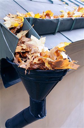 stipato - Leaves in a drainpipe. Fotografie stock - Premium Royalty-Free, Codice: 6102-03750695