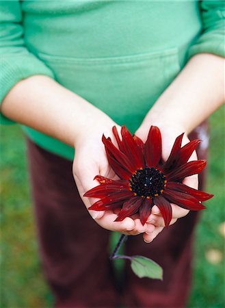 A pair of hands holding a red flower, Sweden. Stock Photo - Premium Royalty-Free, Code: 6102-03750742