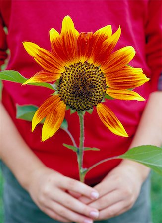 pic of one sunflower and stem - Pair of hands holding sunflower, Sweden. Stock Photo - Premium Royalty-Free, Code: 6102-03750746