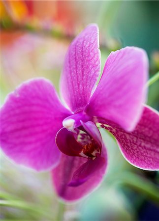 simsearch:6102-03749129,k - Purple flower, close-up. Stock Photo - Premium Royalty-Free, Code: 6102-03750812