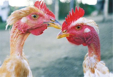 fighting roosters - Two hens staring. Foto de stock - Sin royalties Premium, Código: 6102-03750945