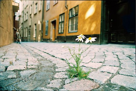 simsearch:6102-06336804,k - A flower growing in between the cobble stones. Foto de stock - Royalty Free Premium, Número: 6102-03750996