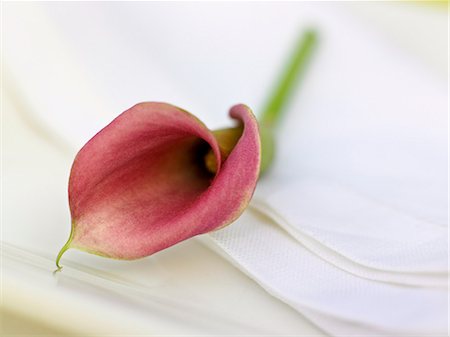 A calla, close-up. Foto de stock - Sin royalties Premium, Código: 6102-03750906