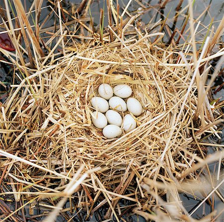 foulque - Oeufs dans un nid d'oiseau. Photographie de stock - Premium Libres de Droits, Code: 6102-03751171