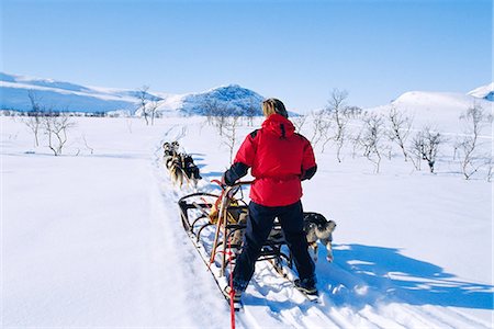 simsearch:6102-03749428,k - Man behind a dog sledge, Saltoluokta, Lappland, Sweden. Foto de stock - Sin royalties Premium, Código: 6102-03751127