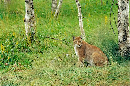 Lynx cat sitting among grass in forest Foto de stock - Royalty Free Premium, Número: 6102-03858890