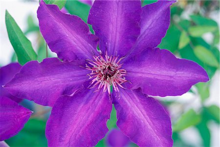 Close-up of purple flower Foto de stock - Sin royalties Premium, Código: 6102-03858895