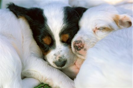 setter inglês - Cute puppies sleeping Foto de stock - Royalty Free Premium, Número: 6102-03859048
