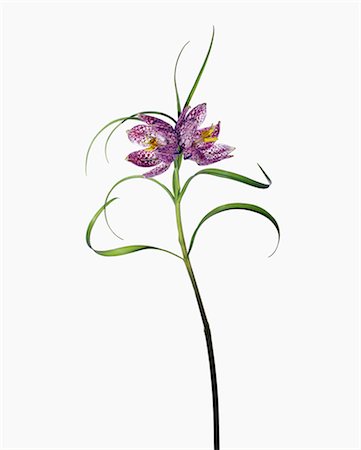 simsearch:6102-03749129,k - Purple lily flower against white background Stock Photo - Premium Royalty-Free, Code: 6102-03859030