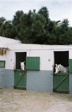 Deux chevaux blancs dans l'écurie Photographie de stock - Premium Libres de Droits, Code: 6102-03859141