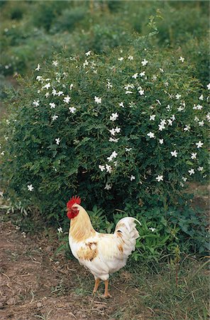 Rooster in front of bush in poultry farm Foto de stock - Sin royalties Premium, Código: 6102-03859147