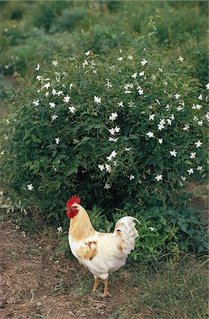 pollame - Rooster in front of bush in poultry farm Fotografie stock - Premium Royalty-Free, Codice: 6102-03859147