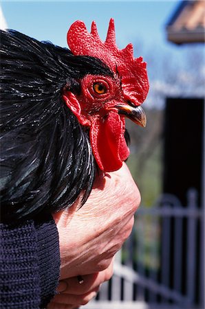 Vue rapprochée du grand noir coq d'homme holding Photographie de stock - Premium Libres de Droits, Code: 6102-03859184