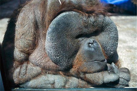 singe - Gros plan du visage de singe de sommeil Photographie de stock - Premium Libres de Droits, Code: 6102-03859186