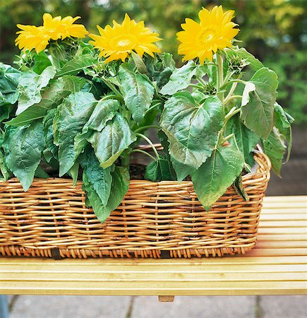 Sunflower seedlings in wooden basket Stock Photo - Premium Royalty-Free, Code: 6102-03859192