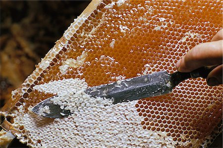 Person removing honey comb with knife Stock Photo - Premium Royalty-Free, Code: 6102-03859133