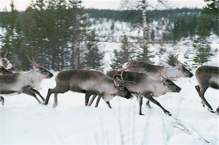 reno - Herd of reindeer running in snow covered landscape Foto de stock - Royalty Free Premium, Número: 6102-03859130