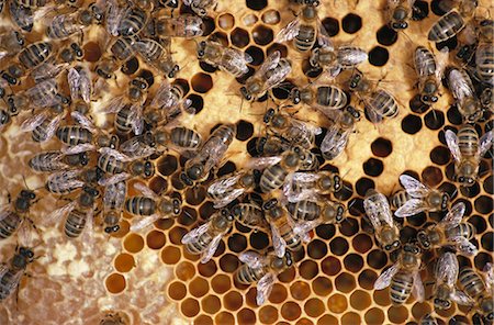 simsearch:6102-03859134,k - Abeilles sur nid d'abeille, gros plan Photographie de stock - Premium Libres de Droits, Code: 6102-03859134