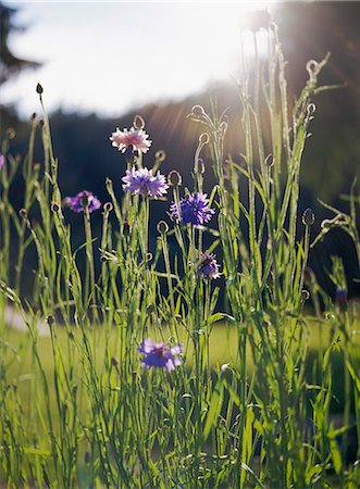 Purple cornflowers with grass Foto de stock - Royalty Free Premium, Número: 6102-03859293