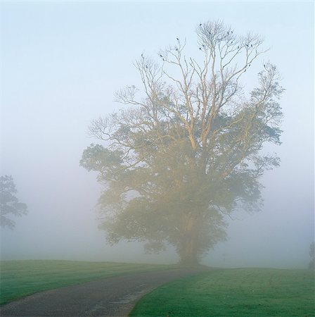 simsearch:6102-08641987,k - Tree beside country road covered with fog Foto de stock - Sin royalties Premium, Código: 6102-03859208