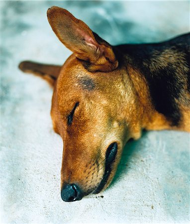 simsearch:6102-03750740,k - Close-up of sleeping dog against blue background Foto de stock - Sin royalties Premium, Código: 6102-03859472