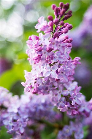 Close-up of purple lilac flower, close-up Fotografie stock - Premium Royalty-Free, Codice: 6102-03859584
