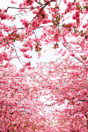 simsearch:6102-03905680,k - Cherry blossom, Sweden. Foto de stock - Royalty Free Premium, Número: 6102-03865764