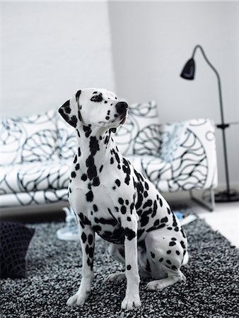 Un dalmatien dans une salle de séjour, Suède. Photographie de stock - Premium Libres de Droits, Code: 6102-03865878